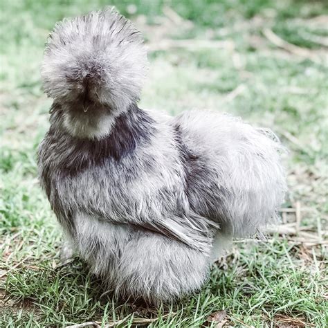 Silkies .